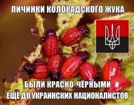 Личинки колорадского жука до укр. националистов