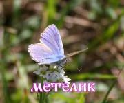 Мотылёк - Метелик