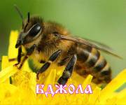 Пчела - Бджола