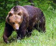 Медведь - Ведмідь